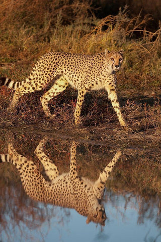 Namibia Adult cheetah reflecting in water Black Ornate Wood Framed Art Print with Double Matting by Jaynes Gallery