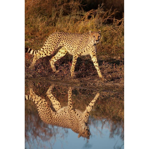 Namibia Adult cheetah reflecting in water Black Modern Wood Framed Art Print by Jaynes Gallery