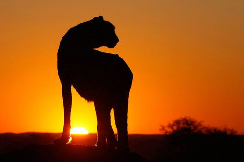 Namibia Cheetah silhouette at sunset White Modern Wood Framed Art Print with Double Matting by Jaynes Gallery
