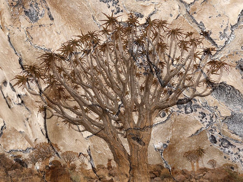 Africa-Namibia-Quiver tree and bark photo montage Black Ornate Wood Framed Art Print with Double Matting by Jaynes Gallery