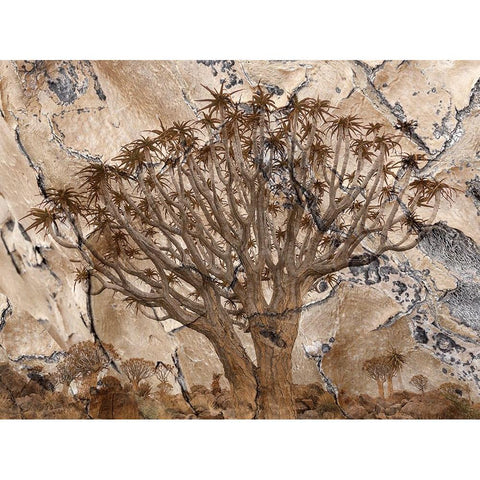 Africa-Namibia-Quiver tree and bark photo montage White Modern Wood Framed Art Print by Jaynes Gallery