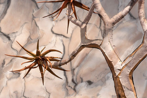 Africa-Namibia-Quiver tree and bark photo montage Black Ornate Wood Framed Art Print with Double Matting by Jaynes Gallery