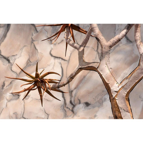 Africa-Namibia-Quiver tree and bark photo montage Black Modern Wood Framed Art Print with Double Matting by Jaynes Gallery