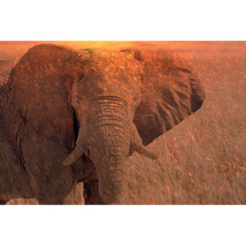 Africa-Namibia-Montage of elephant at sunrise Black Modern Wood Framed Art Print by Jaynes Gallery