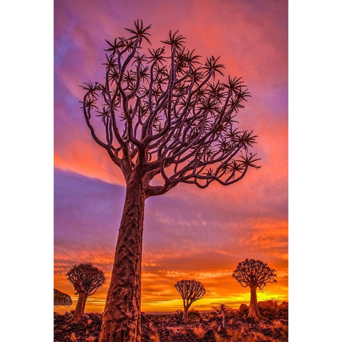 Africa-Namibia-Quiver trees at sunset Black Modern Wood Framed Art Print by Jaynes Gallery