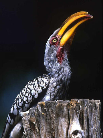 South Kruger NP Yellow-billed hornbill on tree Black Ornate Wood Framed Art Print with Double Matting by Williams, Joanne