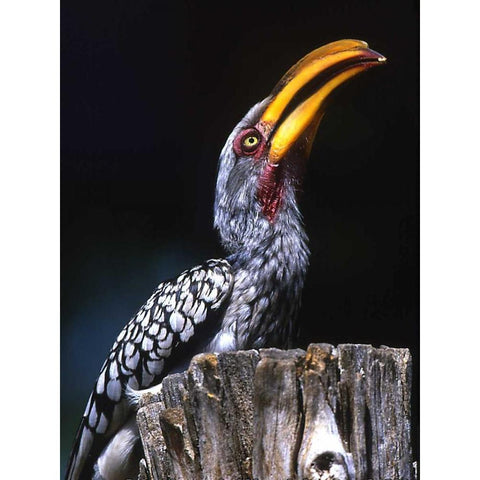 South Kruger NP Yellow-billed hornbill on tree Gold Ornate Wood Framed Art Print with Double Matting by Williams, Joanne