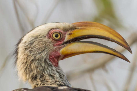 South Africa Yellow-billed hornbill bird Black Ornate Wood Framed Art Print with Double Matting by Lord, Fred