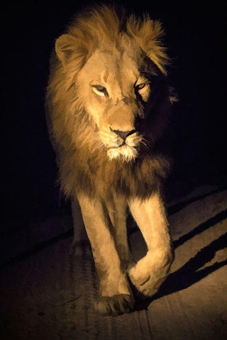 South Africa-Sabi Sabi Private Reserve Abstract of male lion walking White Modern Wood Framed Art Print with Double Matting by Jaynes Gallery