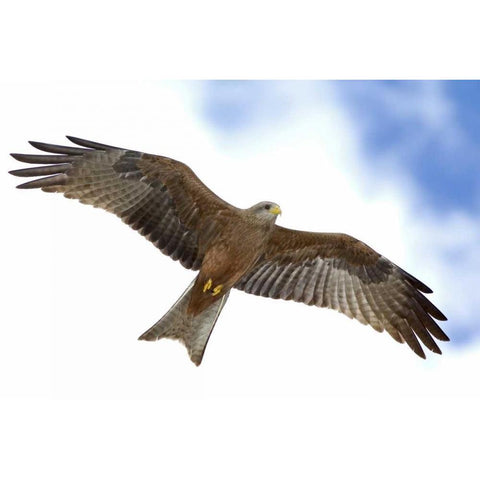 Tanzania Detail of yellow-billed kite in flight Gold Ornate Wood Framed Art Print with Double Matting by Morris, Arthur