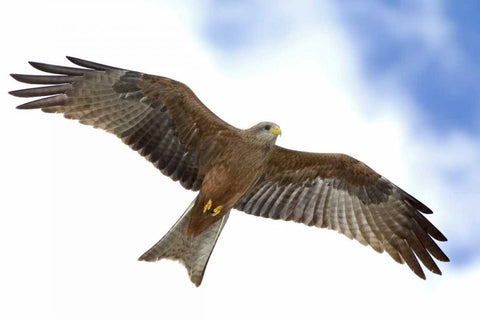 Tanzania Detail of yellow-billed kite in flight Black Ornate Wood Framed Art Print with Double Matting by Morris, Arthur