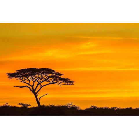 Africa-Tanzania-Serengeti National Park Acacia tree silhouette at sunset Gold Ornate Wood Framed Art Print with Double Matting by Jaynes Gallery
