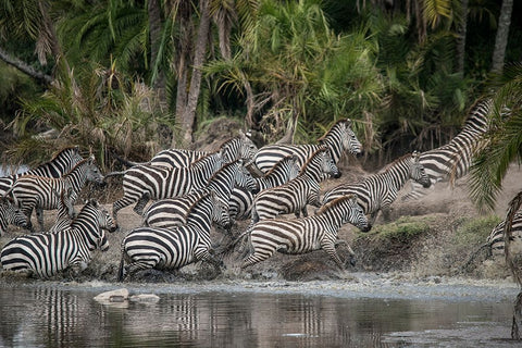 Africa-Tanzania Perhaps spooked by crocodiles-zebras stampede in the Serengeti White Modern Wood Framed Art Print with Double Matting by Sederquist, Betty