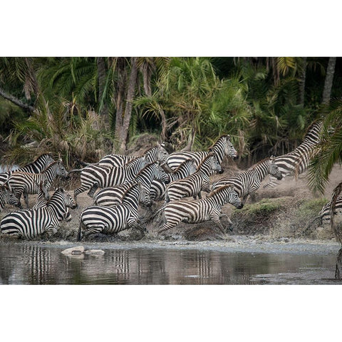 Africa-Tanzania Perhaps spooked by crocodiles-zebras stampede in the Serengeti Gold Ornate Wood Framed Art Print with Double Matting by Sederquist, Betty