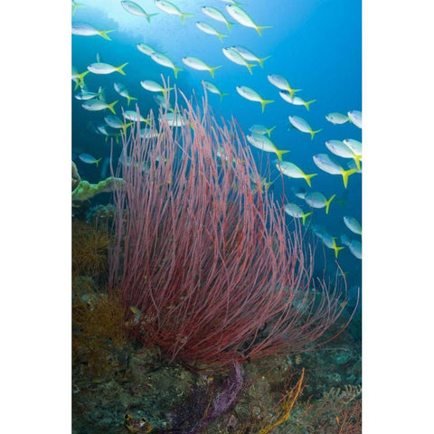 Indonesia Yellowtail fusilier and sea whip coral Gold Ornate Wood Framed Art Print with Double Matting by Shimlock, Jones