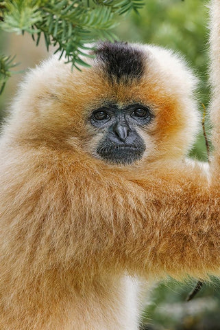 Buff-cheeked Gibbon-native to Laos-Vietnam-Cambodia Black Ornate Wood Framed Art Print with Double Matting by Jones, Adam