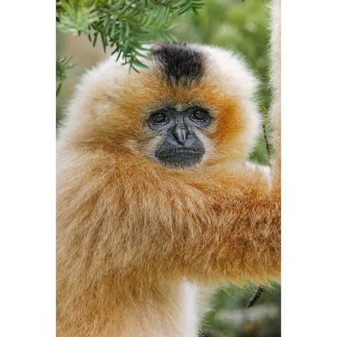 Buff-cheeked Gibbon-native to Laos-Vietnam-Cambodia Gold Ornate Wood Framed Art Print with Double Matting by Jones, Adam