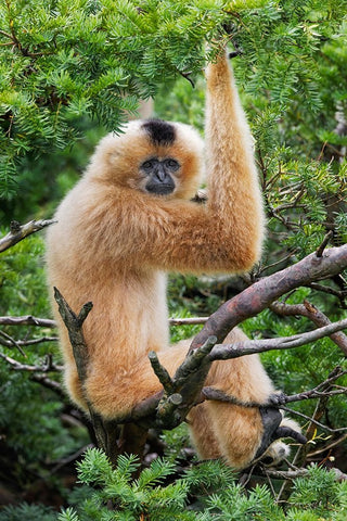 Buff-cheeked Gibbon-native to Laos-Vietnam-Cambodia Black Ornate Wood Framed Art Print with Double Matting by Jones, Adam