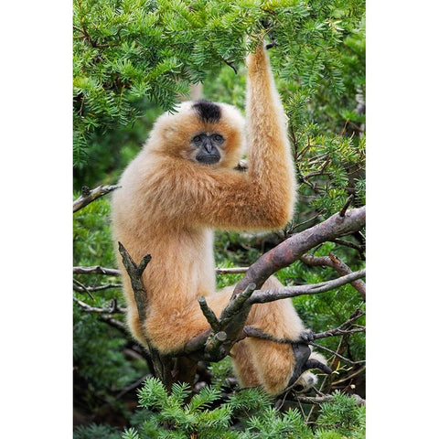Buff-cheeked Gibbon-native to Laos-Vietnam-Cambodia Gold Ornate Wood Framed Art Print with Double Matting by Jones, Adam