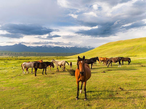 Horses for the production of milk-kumys and meat A typical farm on the Suusamyr plain-a high valley White Modern Wood Framed Art Print with Double Matting by Zwick, Martin