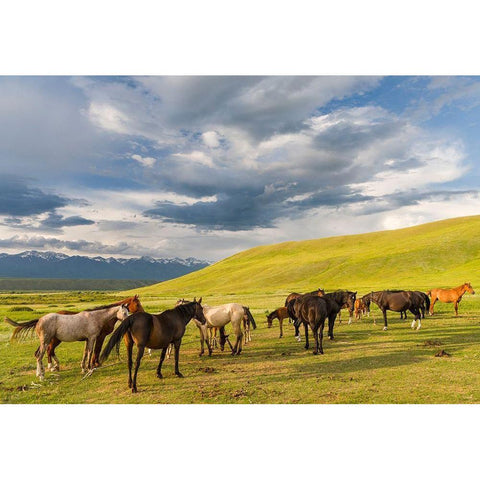 Horses for the production of milk-kumys and meat A typical farm on the Suusamyr plain Black Modern Wood Framed Art Print by Zwick, Martin