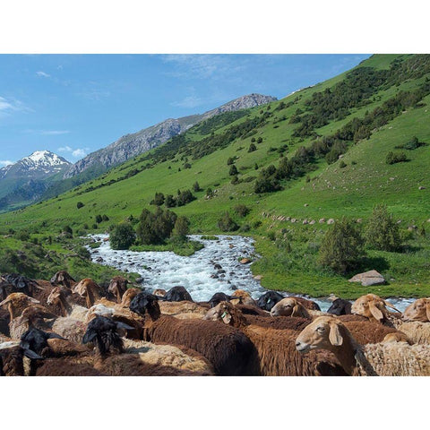Sheep drive to their high altitude summer pasture National Park Besch Tasch Black Modern Wood Framed Art Print with Double Matting by Zwick, Martin