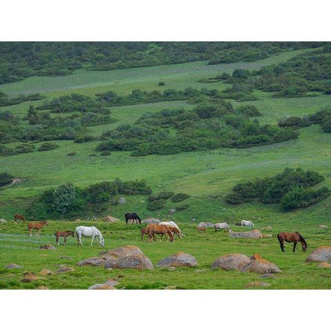 Horses on their summer pasture National Park Besch Tasch in the Talas Alatoo mountain range Black Modern Wood Framed Art Print by Zwick, Martin