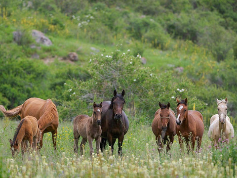 Horses on their summer pasture National Park Besch Tasch in the Talas Alatoo mountain range White Modern Wood Framed Art Print with Double Matting by Zwick, Martin