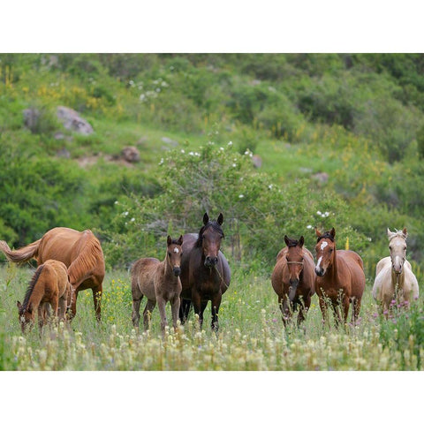Horses on their summer pasture National Park Besch Tasch in the Talas Alatoo mountain range Gold Ornate Wood Framed Art Print with Double Matting by Zwick, Martin