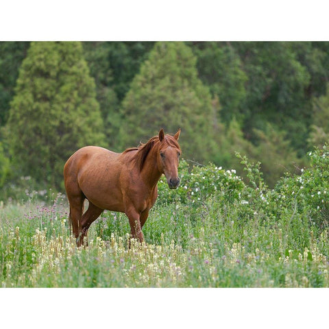 Horses on their summer pasture National Park Besch Tasch in the Talas Alatoo mountain range Gold Ornate Wood Framed Art Print with Double Matting by Zwick, Martin