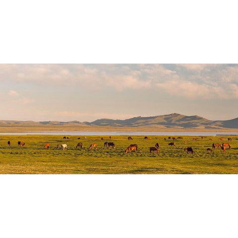 Horses on their mountain pasture at lake Song Kol  Gold Ornate Wood Framed Art Print with Double Matting by Zwick, Martin