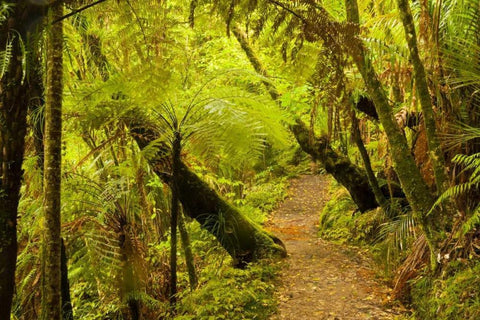 New Zealand, North Island Trail through a forest White Modern Wood Framed Art Print with Double Matting by Illg, Cathy and Gordon
