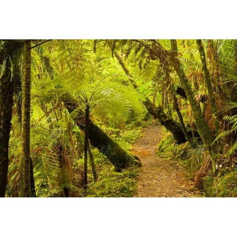 New Zealand, North Island Trail through a forest Black Modern Wood Framed Art Print by Illg, Cathy and Gordon