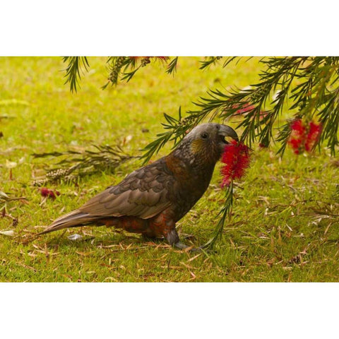New Zealand, Stewart Island Kaka bird feeding Black Modern Wood Framed Art Print by Illg, Cathy and Gordon