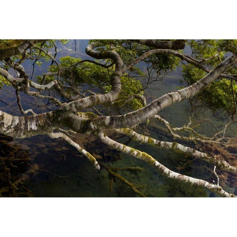 New Zealand, South Island,Twisted branches Black Modern Wood Framed Art Print by Illg, Cathy and Gordon
