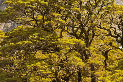 New Zealand, South Isl Silver beech trees Black Ornate Wood Framed Art Print with Double Matting by Illg, Cathy and Gordon