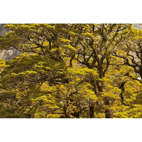 New Zealand, South Isl Silver beech trees Black Modern Wood Framed Art Print by Illg, Cathy and Gordon