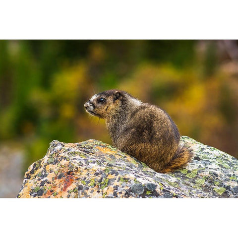 Hoary Marmot-Marmota caligata-Jasper National Park-Alberta-Canada Gold Ornate Wood Framed Art Print with Double Matting by Bishop, Russ