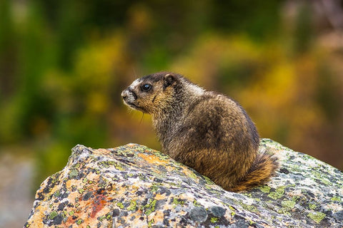 Hoary Marmot-Marmota caligata-Jasper National Park-Alberta-Canada Black Ornate Wood Framed Art Print with Double Matting by Bishop, Russ