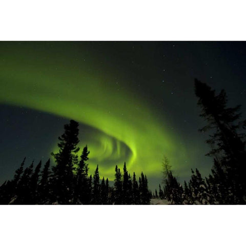 Canada, Manitoba Aurora borealis and trees Black Modern Wood Framed Art Print by Illg, Cathy and Gordon