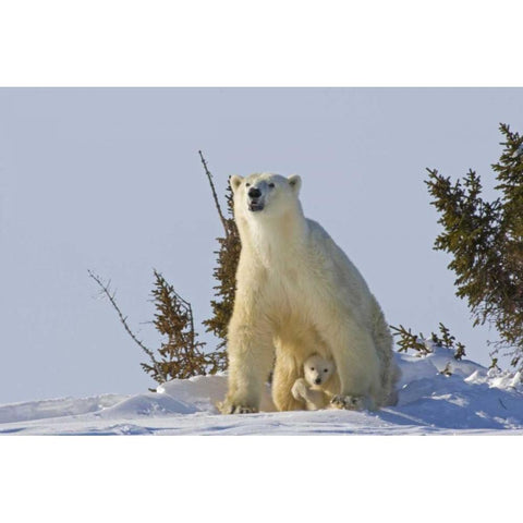 Canada, Wapusk NP Polar bear cub and mother Black Modern Wood Framed Art Print by Illg, Cathy and Gordon