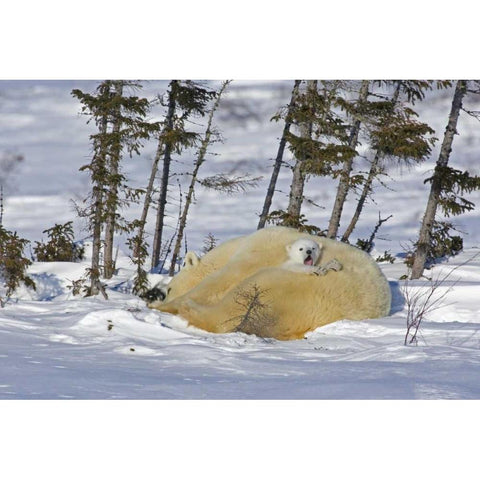 Canada, Manitoba, Wapusk NP Polar bear cub yawns Black Modern Wood Framed Art Print by Illg, Cathy and Gordon