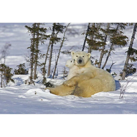 Canada, Manitoba, Wapusk Polar bear cub playing Black Modern Wood Framed Art Print by Illg, Cathy and Gordon