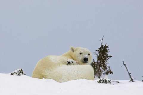 Canada, Wapusk NP Polar bear cub and mother White Modern Wood Framed Art Print with Double Matting by Illg, Cathy and Gordon