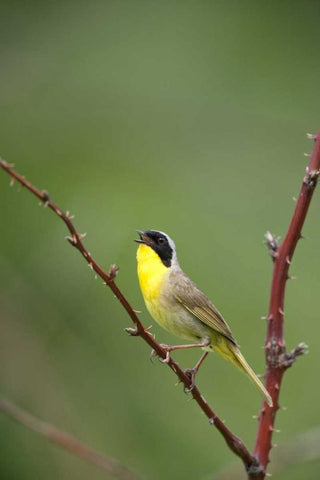 Canada, Quebec Common yellowthroat singing White Modern Wood Framed Art Print with Double Matting by Delisle, Gilles