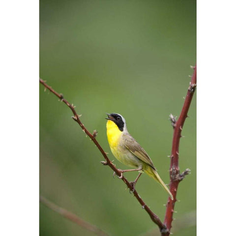 Canada, Quebec Common yellowthroat singing Gold Ornate Wood Framed Art Print with Double Matting by Delisle, Gilles