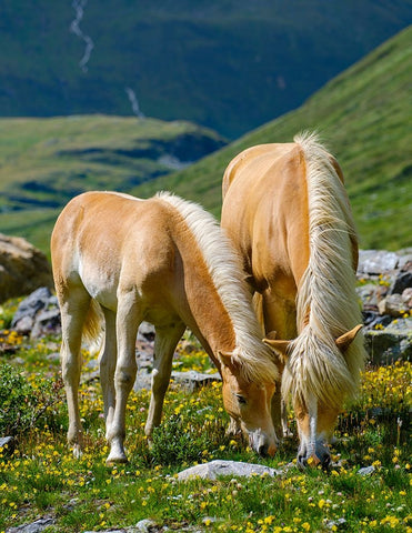 Haflinger Horse on its mountain pasture (Shieling) in the Otztal Alps White Modern Wood Framed Art Print with Double Matting by Zwick, Martin