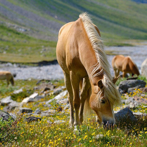 Haflinger Horse on its mountain pasture (Shieling) in the Otztal Alps White Modern Wood Framed Art Print with Double Matting by Zwick, Martin
