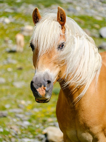 Haflinger Horse on its mountain pasture (Shieling) in the Otztal Alps White Modern Wood Framed Art Print with Double Matting by Zwick, Martin