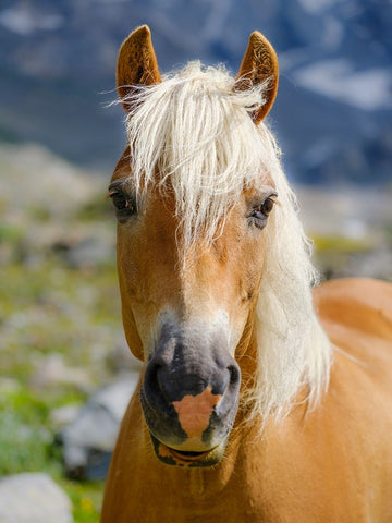 Haflinger Horse on its mountain pasture (Shieling) in the Otztal Alps White Modern Wood Framed Art Print with Double Matting by Zwick, Martin